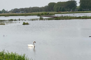 Natuurbeleving en Natuurbescherming hand in hand in De Biesbosch