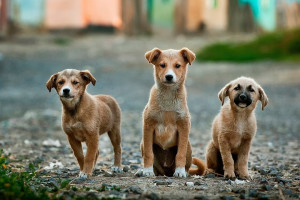 Geen verhoging OZB bij wegvallen Hondenbelasting
